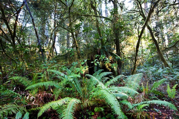 Bosque lluvioso — Foto de Stock