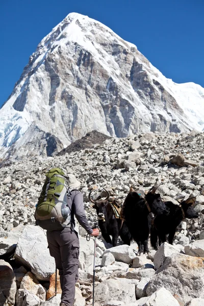 Himalayan — ストック写真