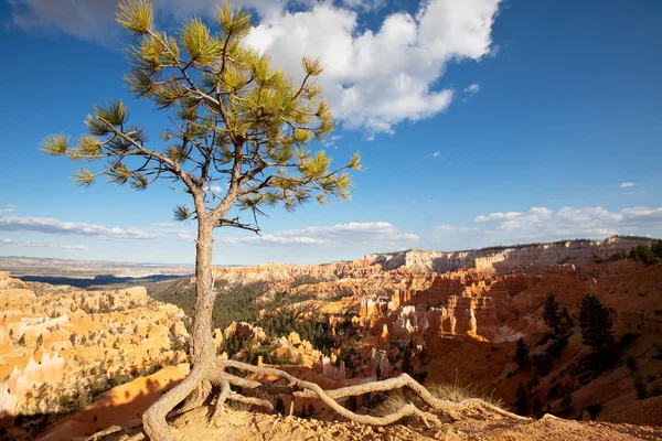Pine in Bryce canyon — Stock Photo, Image