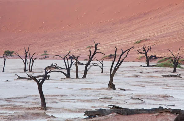 Ölü vadi — Stok fotoğraf