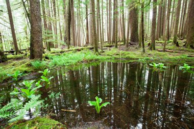 Flooded forest clipart