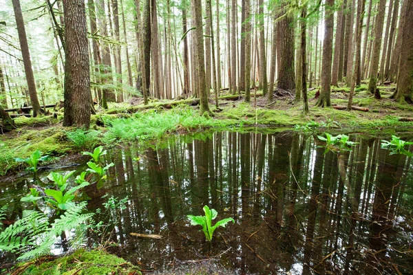 Flooded forest — Stock Photo, Image