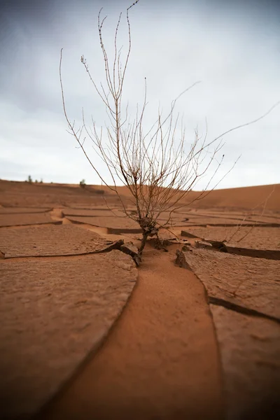 Drought lands — Stock Photo, Image