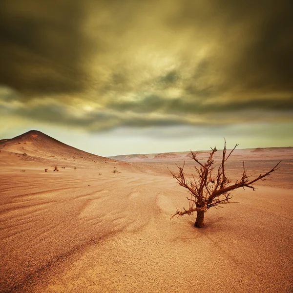 Deserto de areia — Fotografia de Stock