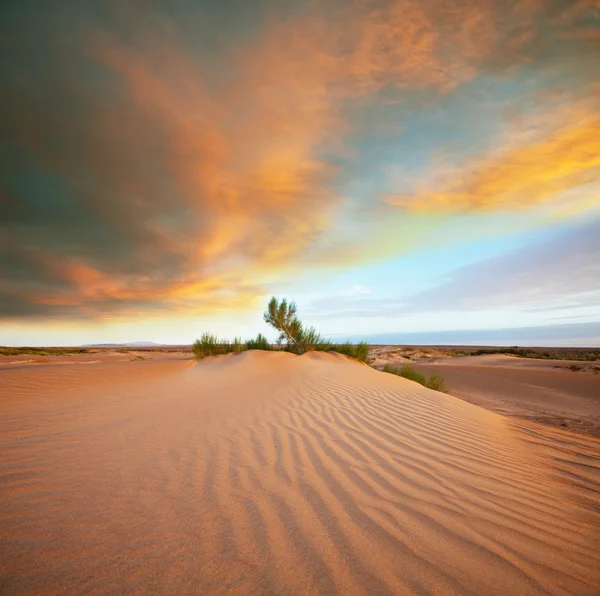 Пустыни — стоковое фото