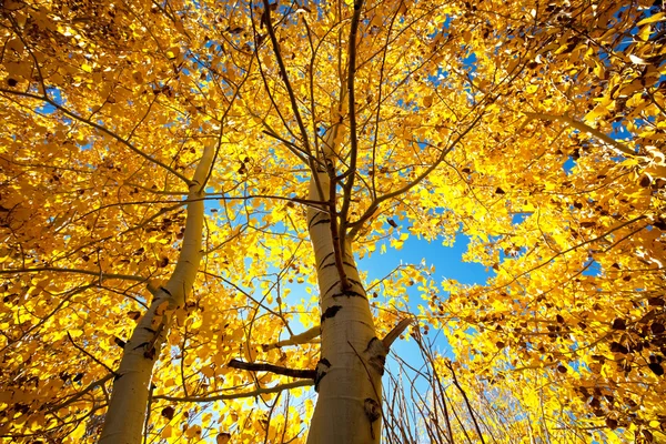 Árbol de otoño — Foto de Stock