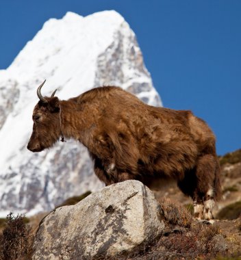 Tibet sığırı