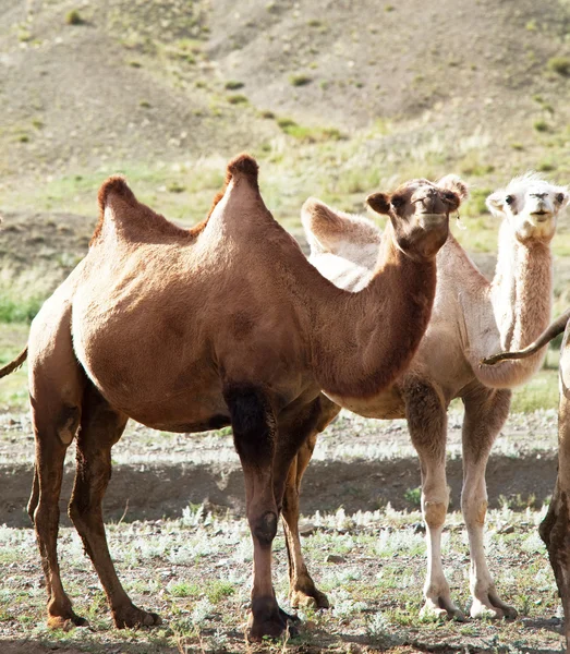 Kamel — Stockfoto