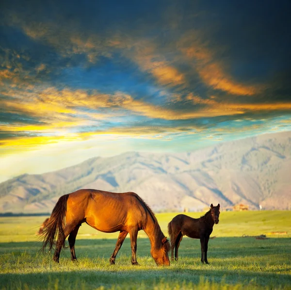 Лошади — стоковое фото
