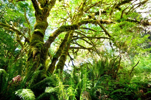 雨林 — 图库照片