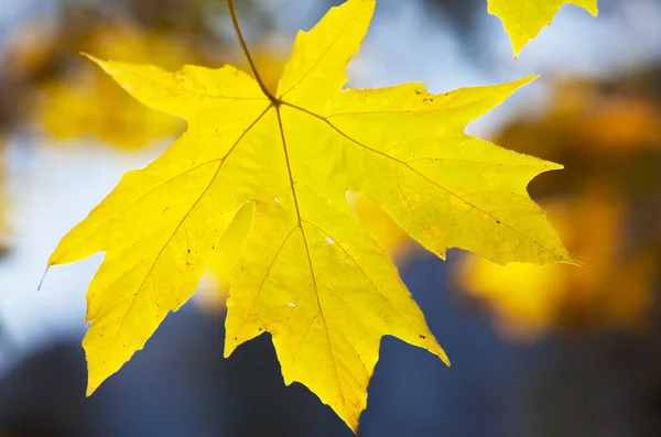 Hojas de otoño — Foto de Stock