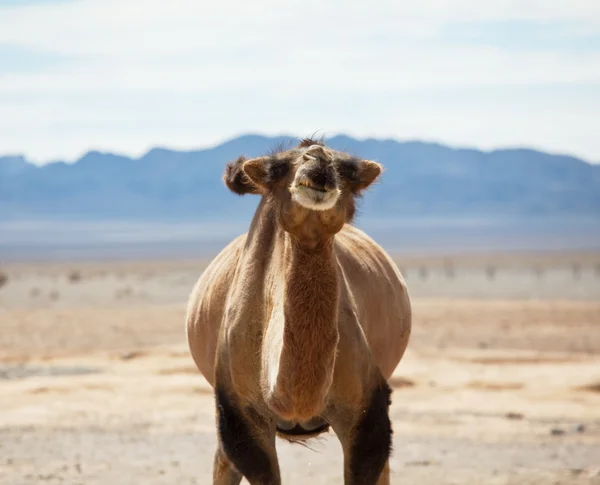 Camelo no deserto — Fotografia de Stock