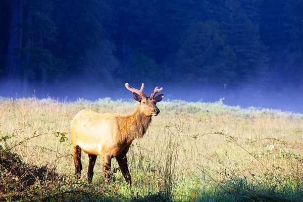 鹿 — ストック写真