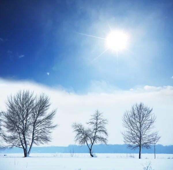 stock image Winter tree