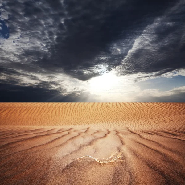 Wüste — Stockfoto