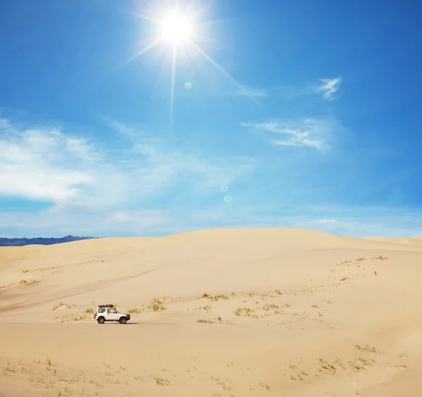 En el desierto — Foto de Stock