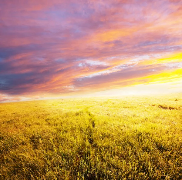 夕焼けの草原 — ストック写真