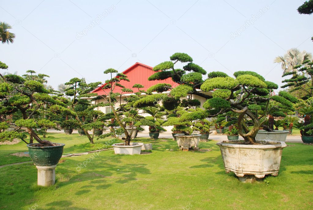The curving bonsai pine tree