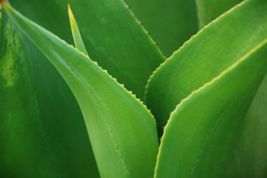 Green agave leaves clipart