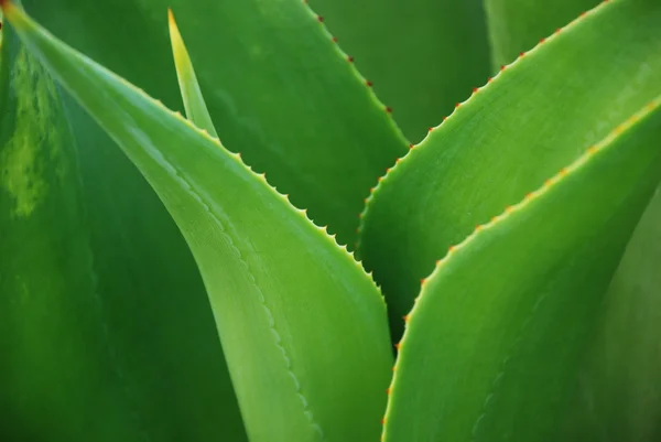 stock image Green agave leaves