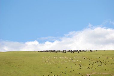 yeşil çayır