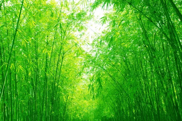 Зеленая бамбуковая роща весной — стоковое фото