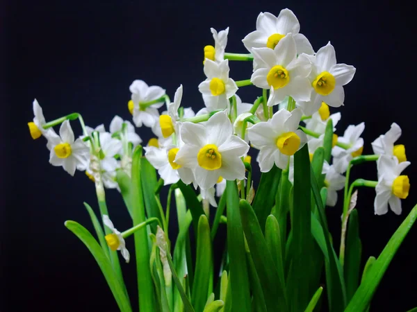 Daffadilly blanc et jaune isolé — Photo