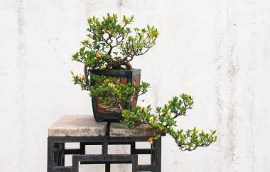 Seramik tencere Çin banyan ağacı bonsai.