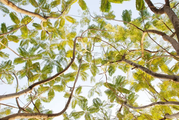 Den tropiska flame tree grenen kvistar och blad bakgrund. — Stockfoto