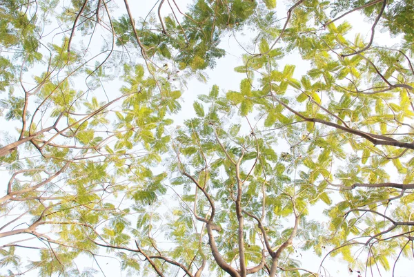 A trópusi láng fa ága gallyak és levelek háttér. — Stock Fotó