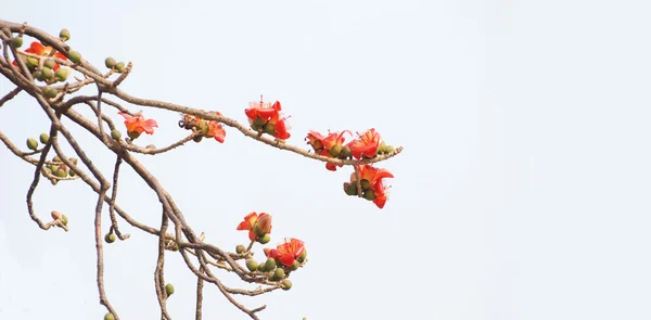 蓬勃发展绯红色木棉花朵上的弯曲的树枝的木棉树. — 图库照片