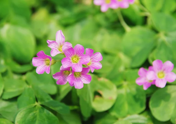 Il trifoglio verde con fiori viola nel prato in primavera . — Foto Stock