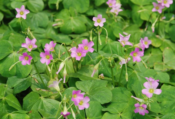 The green clover with purple flowers in the meadow in spring. — Stock Photo, Image