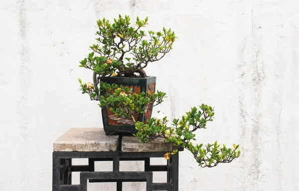 stock image The Chinese banyan tree bonsai in ceramic pot.