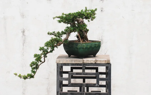 O bonsai de árvore banyan chinês em pote cerâmico . — Fotografia de Stock