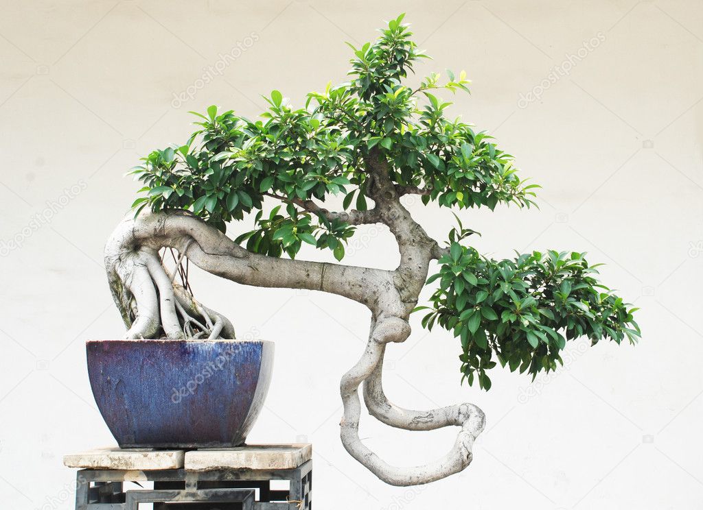 The Chinese banyan tree bonsai in ceramic pot.