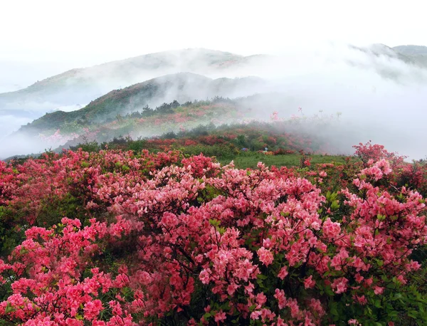 Góry mgliste wiosna z azelea kwiatów i krzewów. — Zdjęcie stockowe