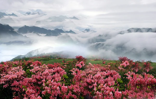 Ködös hegyvidéki táj őszibarack virágok tavasszal — Stock Fotó