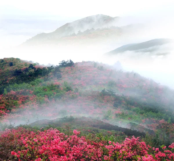 Ködös tavaszi hegyi őszibarack virág — Stock Fotó