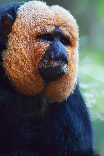 사키 원숭이 — 스톡 사진