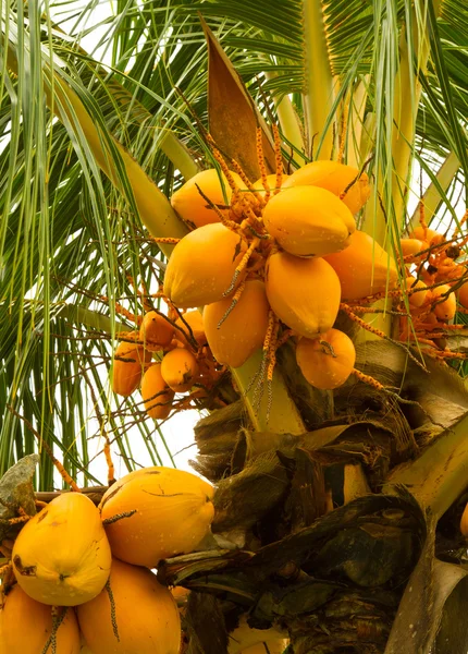 코코넛 무리 — 스톡 사진