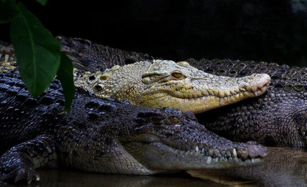 Crocodilos contrastantes — Fotografia de Stock