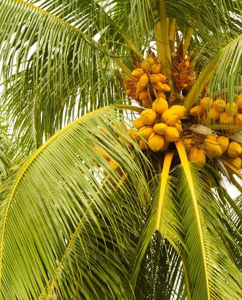 Желтые кокосы — стоковое фото