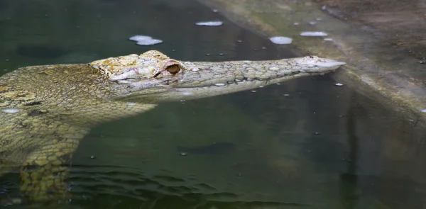 Crocodilo branco — Fotografia de Stock
