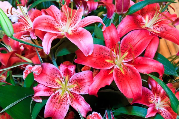 Red Lilies — Stock Photo, Image