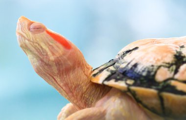 Albino Turtle clipart