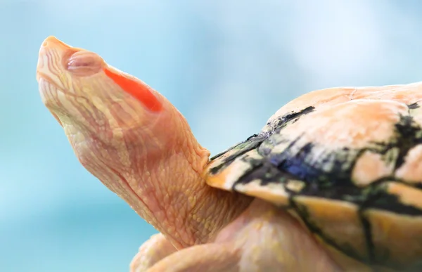 Albino-Schildkröte — Stockfoto