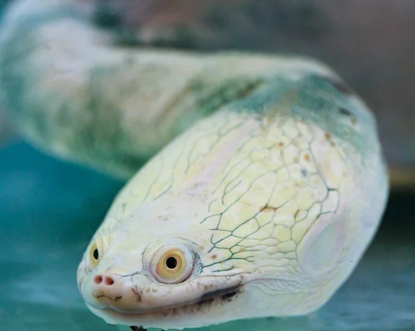 Schlangenhalsschildkröte — Stockfoto