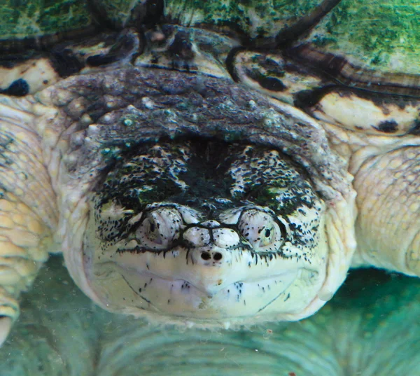 Schnappschildkröte — Stockfoto