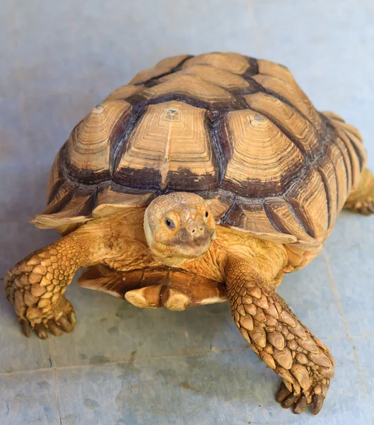 Golden Tortoise — Stock Photo, Image